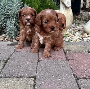 Cavapoo,Pudel,cavalier - 3