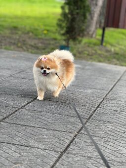 Pomeranian - 3