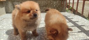 Špic oranžový pomeranian šteňatá k odberu ihneď. - 3