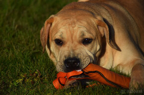 boerboel Ballotada - 2 krásné feny -6měsíců - 3