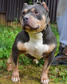 American bully - 3