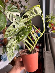 Monstera adansonii mint - 3