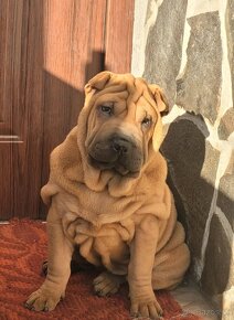 Shar-pei - 3