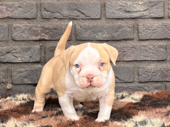 American bully pocket s PP - 3