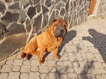 Shar-pei - 3