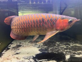 Arowana super red 60cm+ - 3