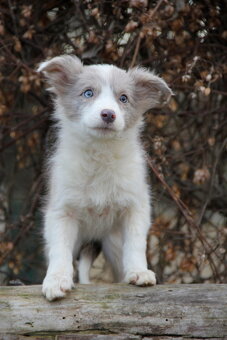 Border kólia,border collie,borderka bez PP - 3