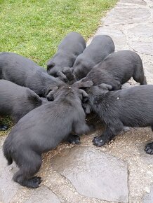 Darujem krizencov bradáč stredný a labrador - 3