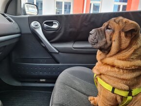 ⭐️SHAR-PEI šteniatko - 3