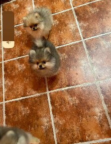 Pomeranian - 3