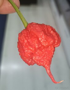 Chilli šťava, pyré, mleté chilli - 3