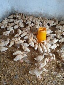 Brojlérové kurčatá-kačičky a 17 týždňové mládky - 3