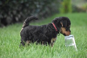 Welsh terrier s PP - 3