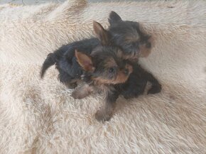 yorkshire  terrier mini - 3