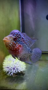 Flowerhorn Č.3 - 3