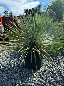 Yucca Rostrata - Juka - mrazuvzdorná palma - 3