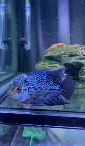 Flowerhorn Č.3 - 3