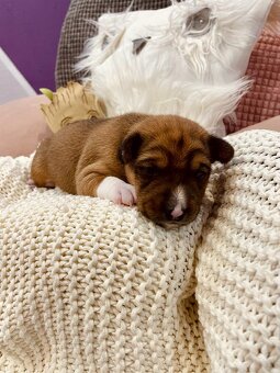 Basenji Puppy - 3