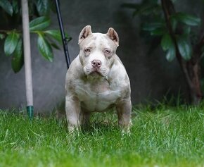 American Bully - 3