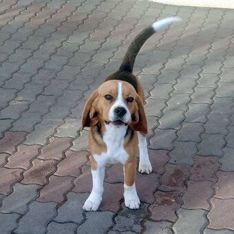 Predám čistokrvného bígla (bígl beagle) s PP - 3