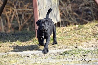 Cane Corso štěňata s FCI PP - 3