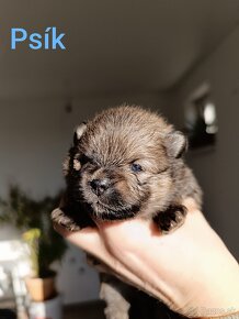 Pomeranian - 3