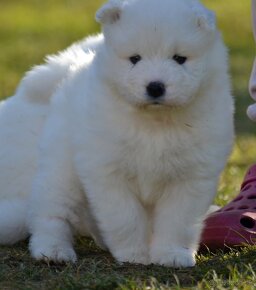 Samojed s PP FCI- LA TORRE ROJA - 3