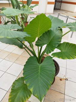 Alocasia slonie ucho - 3