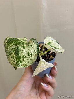 Pothos Epipremnum ‘Happy Leaf’ - 3