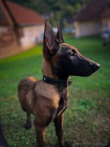 Belgický ovčiak - Malinois - 3