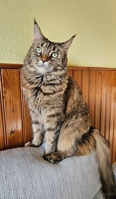 Maine coon, mainská mývalia mačka - 3