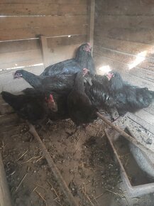 Australorp-mlade kuhutiky - 3