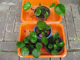 Pilea - Pilea peperomioides - 3