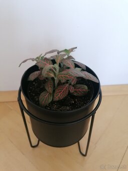 Fittonia červená - 3