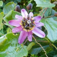 Passiflora (Mučenka) - semená - 3