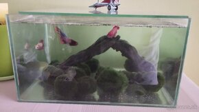 Samica Betta delta crowtail - 3