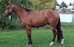 Predam výborného 8 ročného valacha QH s pp - 3