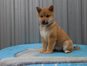 Shiba inu s PP - 3