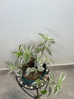 Tradescantia Unicorn - 3