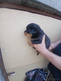 Rotvajler, rottweiler, rtw - 3