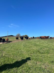 Aberdeen Angus - 3