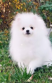 Pomeranian s PP extra mini teddy bear - 3