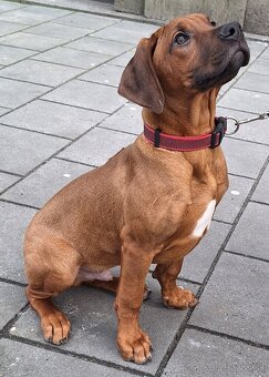 Rhodesian Ridgeback - 3