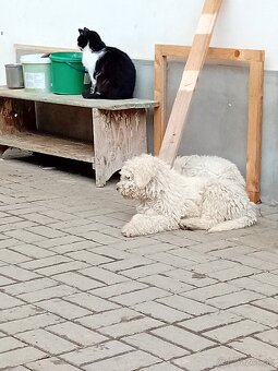 ŠTENIATKA KOMONDOR - 3