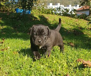 Cane Corso s PP - 3