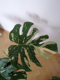 Monstera thai constalation - 3