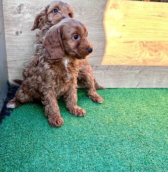 Cavapoo, cavalier,pudel - 3