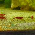 Krevety - neocaridina davidi - 3