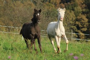 Black Appaloosa colt - 3