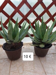 Aloe vera - 3